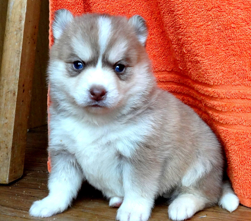 pomsky-puppy-sitting